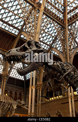 Dinosaurier-Skelette am University Museum of Natural History, Oxford, England Stockfoto