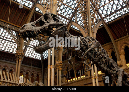 Dinosaurier-Skelette am University Museum of Natural History, Oxford, England Stockfoto