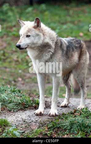 Kanadische Timberwolf, stehend Stockfoto