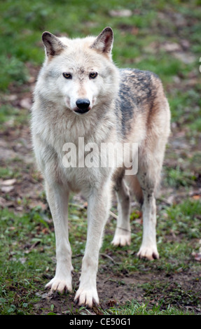 Kanadische Timberwolf, stehend Stockfoto