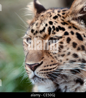 Weibliche Amur Leoparden (Nahaufnahme) Stockfoto