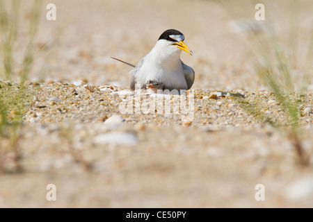 Erwachsene mindestens Tern mit einem Küken Stockfoto