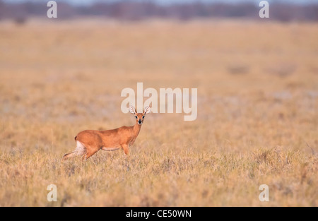 Oribi (Ourebia Ourebi) erwachsenen Tier in der Makgadikgadi Pan Salzpfanne Botswana Stockfoto