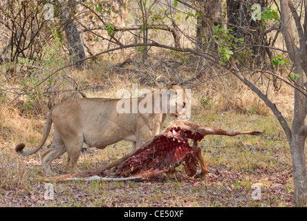 Löwe (Panthera Leo) Löwin ziehen einen Kadaver zu einem Schatten für Botswana Okavango Delta Essen Stockfoto