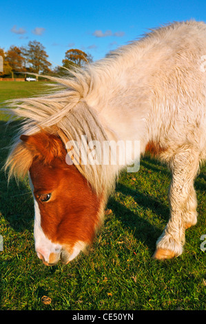 Shetland-Ponys grasen im New Forest National Park, Hampshire, UK Stockfoto