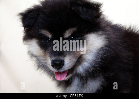 Eine finnische Lapphund-Welpen Stockfoto