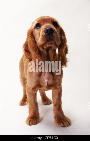 Steh-arbeiten Cocker Spaniel Stockfoto