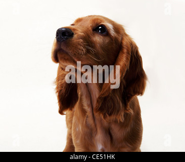 Ein arbeiten Cocker Spaniel wegschauen Stockfoto