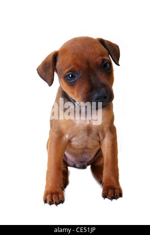 Patterdale Terrier Welpe Stockfoto
