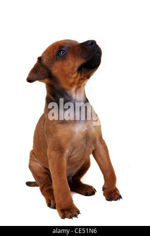 Patterdale Terrier Welpe Stockfoto
