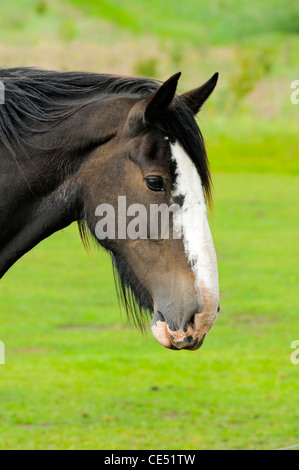 Shire Horse in Feld im Peak District Nationalpark Derbyshire England Stockfoto