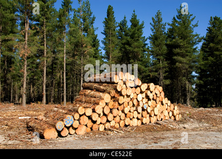 Ein Haufen von frisch geschnittenen Kiefer meldet sich darauf warten, in die Mühle, in der Nähe von Oberon, New-South.Wales, Australien vermittelt werden Stockfoto