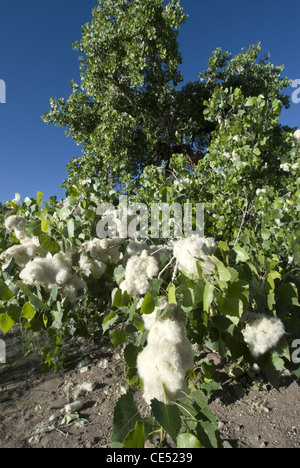 Rio Grande Cottonwood (Populus Deltoides), produziert Samen, San Lorenzo Canyon, Socorro County, New Mexico, USA. Stockfoto