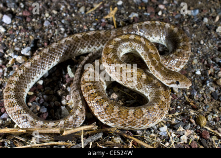 Gemalt Wüste glänzende Schlange, (Arizona Elegans Philipi), Bernalillio County, New Mexico, USA. Stockfoto