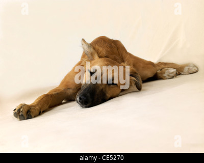 Ein Lurcher Hund Festlegung Stockfoto