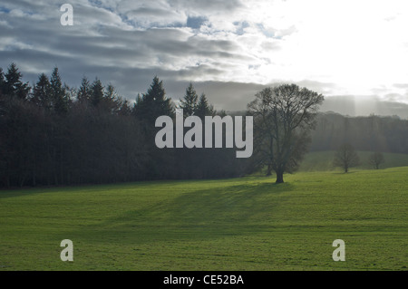 Morgennebel über Wald am Ranmore verbreitet, surrey Stockfoto