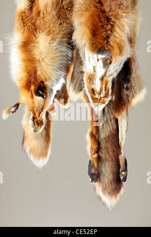 Rotfuchs Pelz mit Trauerschnäpper schöne Haare Stockfoto