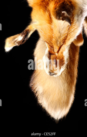 Rotfuchs Pelz mit Trauerschnäpper schöne Haare Stockfoto