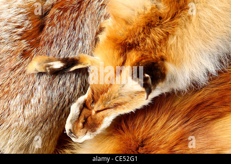 Rotfuchs Pelz mit Trauerschnäpper schöne Haare Stockfoto