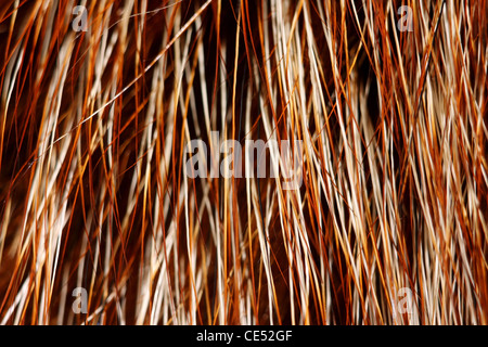 Rotfuchs Pelz mit Trauerschnäpper schöne Haare Stockfoto