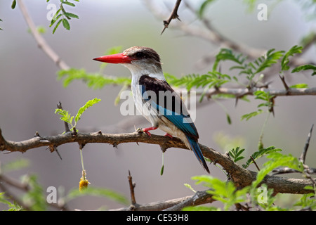 Braun mit Kapuze Kingfisher gehockt in Baum in Südafrika Stockfoto