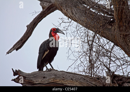 Südliche Hornrabe thront im Baum in Südafrika Stockfoto