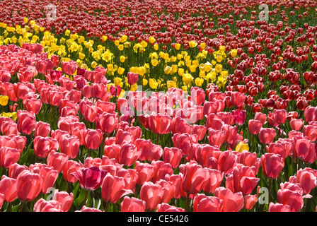 Ein massierten Display von hinten beleuchtete Tulpen, Floriade, Canberra, Australian Capital Territory, Australien Stockfoto