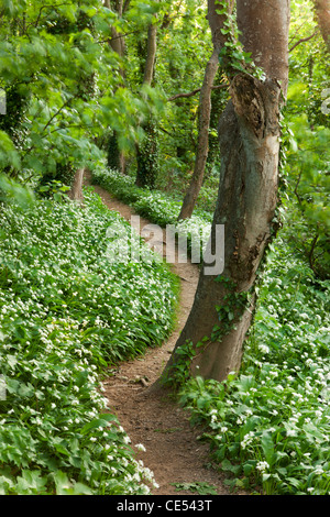 Wanderweg durch den Wald mit Bärlauch, Devon, England mit Teppichboden ausgelegt. Frühjahr (Mai) 2011. Stockfoto