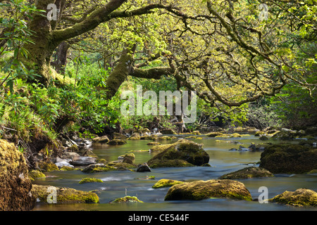 Verdrehte Bäume Überhang eine felsige Badgworthy Wasser im Doone Valley, Exmoor, Somerset. Frühjahr (Mai) 2011. Stockfoto