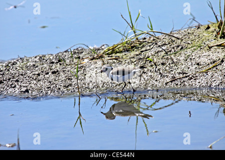 Drei gebändert Regenpfeifer im Wasser reflektiert Stockfoto