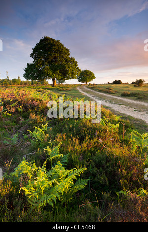 Bäume und Adlerfarn auf den New Forest-Heide im Frühjahr, Hampshire, England. Frühjahr (Mai) 2011. Stockfoto