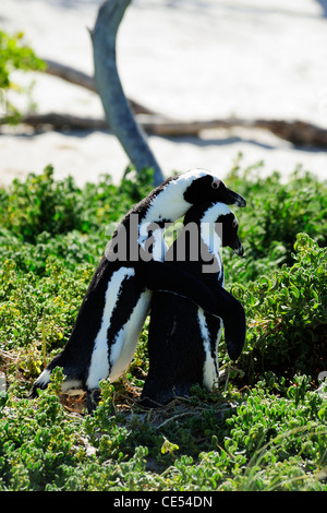 Afrikanische oder Jackass Pinguine am Boulders Beach in der Nähe von Simons Town auf Kap-Halbinsel, Western Cape, Südafrika Stockfoto