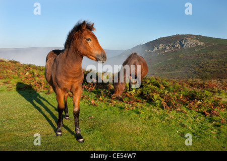 Dartmoor Ponys Weiden auf Öffnen Moorland, Dartmoor, Devon, England. Herbst (September) 2011. Stockfoto