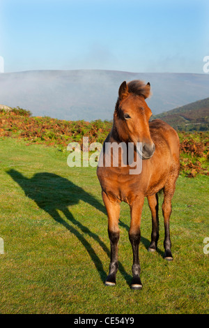 Dartmoor Pony Fohlen auf der Heide Dartmoor, Devon, England. Herbst (September) 2011. Stockfoto