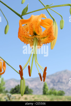 Wunderschöne, einzigartige orangefarbene Henrys Lilie blüht am Himmel und in den Bergen Stockfoto