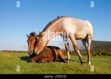 Dartmoor Pony Fohlen auf den offenen Moorlandschaften, Dartmoor, Devon, England. Herbst (September) 2011. Stockfoto