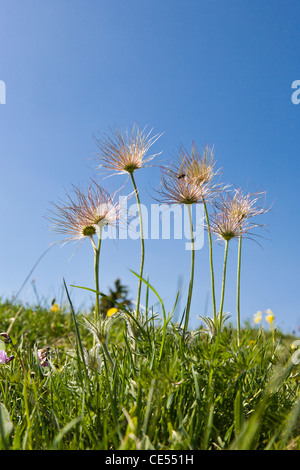 Über blühende Küchenschelle, (Pulsatilla Vulgaris), die im zeitigen Frühjahr blüht Stockfoto