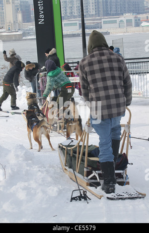 Rückansicht des Hundeschlitten und Fahrer im Winter in Montreal, Kanada Stockfoto