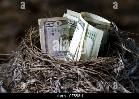 Ein Vogelnest voller amerikanisches Geld. Stockfoto