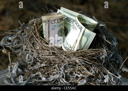 Ein Vogelnest voller amerikanisches Geld. Stockfoto