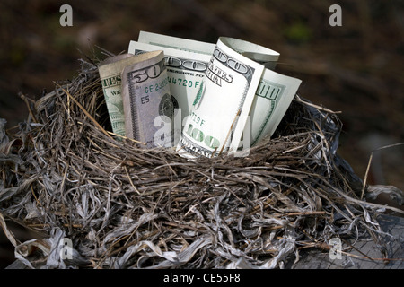 Ein Vogelnest voller amerikanisches Geld. Stockfoto