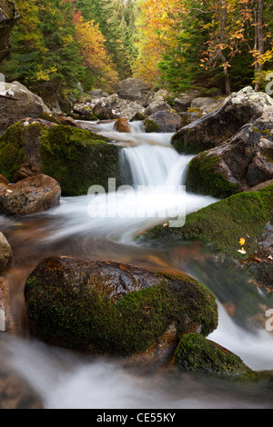 Felsbrocken übersäte Gebirgsbach in der hohen Tatra, Slowakei, Europa. Herbst (Oktober) 2011. Stockfoto