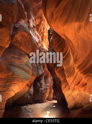 Buckskin Gulch Slotcanyon in Vermillion Cliffs National Monument im Süden Utahs.  8 Mile Slot verbindet mit Paria River Stockfoto