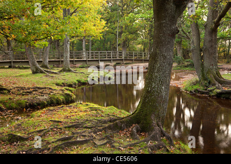 Ober-Wasser fließt durch herbstliche Bäume an der Puttles Brücke, New Forest, Hampshire, England. Herbst (Oktober) 2011. Stockfoto