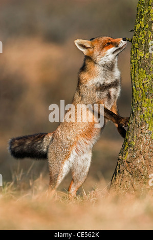 Rotfuchs (Vulpes Vulpes) riechen Duft markieren auf Baumstamm am Rand des Gebietes Stockfoto