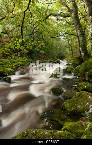 Fluß Plym fließt durch Dewerstone Wood, Dartmoor, Devon, England. Herbst (Oktober) 2011. Stockfoto