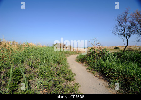 Italien, Basilicata, Policoro, Riserva regionale Bosco Pantano, WWF Naturreservat, Pfad Stockfoto