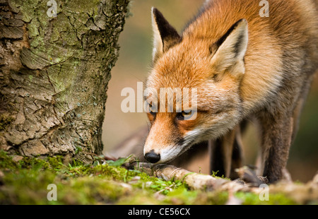 Rotfuchs (Vulpes Vulpes) riechen Duft markieren auf Baumstamm am Rand des Gebietes Stockfoto