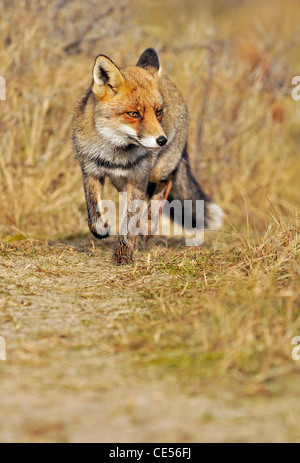 Rotfuchs (Vulpes Vulpes) liefen Tier verfolgen Sie auf der Suche nach Beute Stockfoto