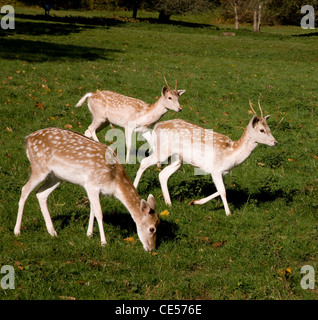 Damwild Hind und zwei junge Böcke in Ashton Gericht Wildpark in Bristol UK Stockfoto